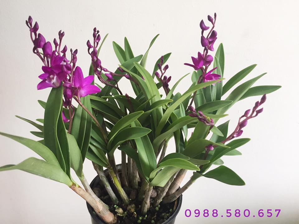 hoa-lan-dendro