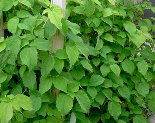 Tìm mua cây cỏ ngọt tại Hà Nội