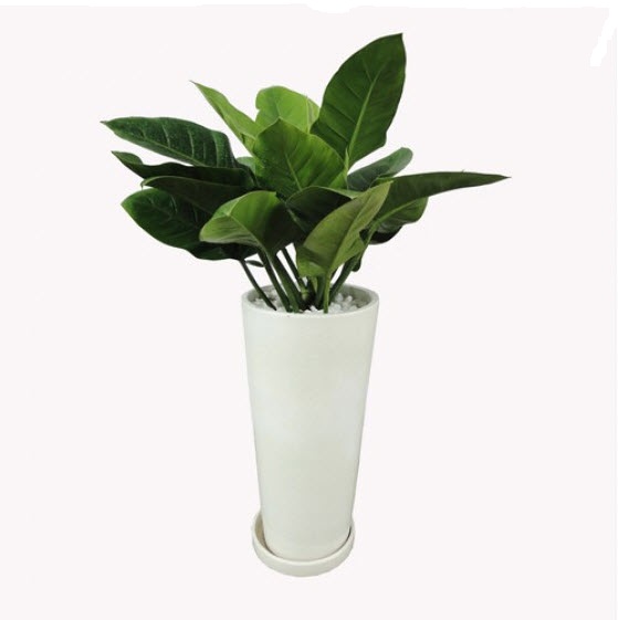 Trầu bà đế vương xanh thịnh vượng cho gia đình