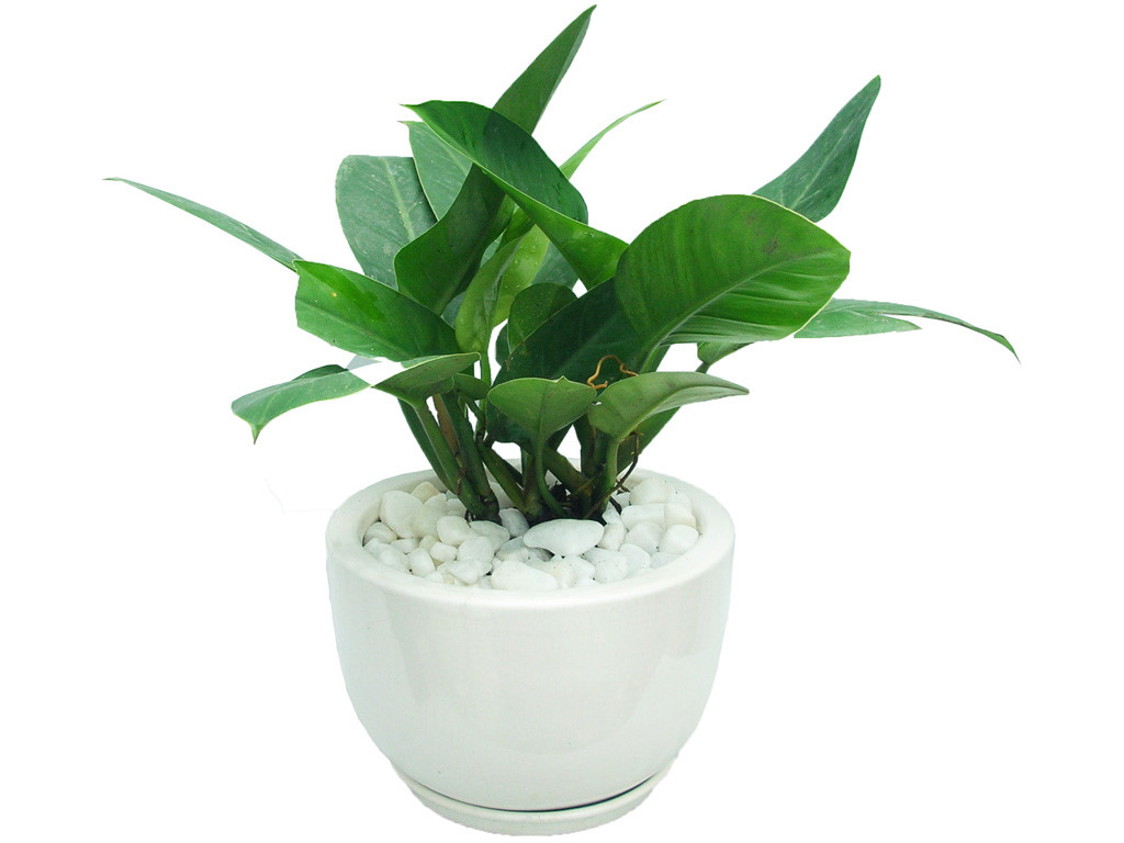 Trầu bà đế vương xanh thịnh vượng cho gia đình