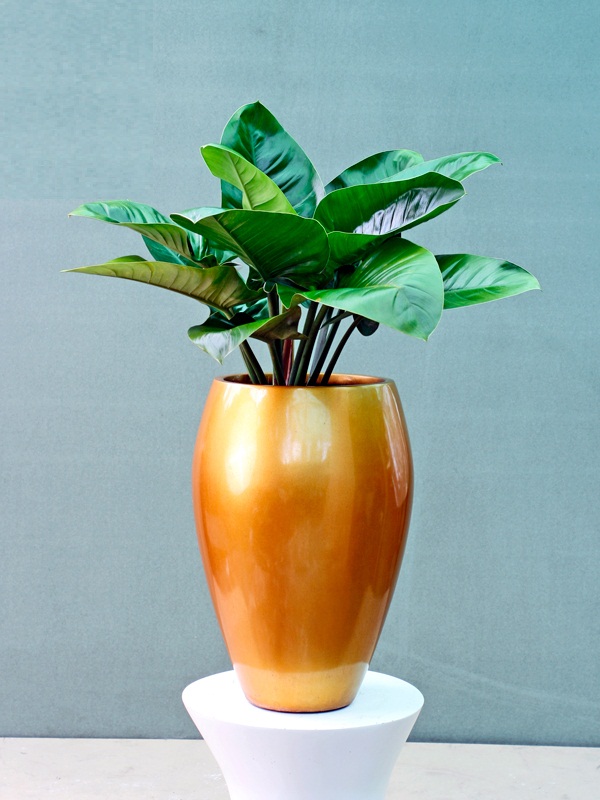 Trầu bà đế vương xanh thịnh vượng cho gia đình