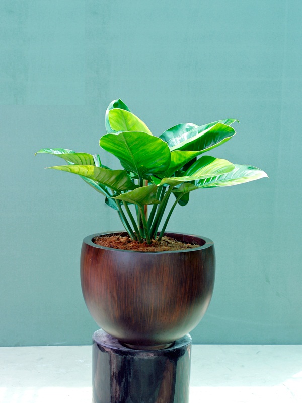 Trầu bà đế vương xanh thịnh vượng cho gia đình