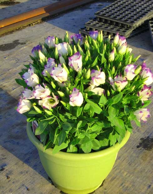 Hoa như ý cát tường mang đem đến thành công và may mắn