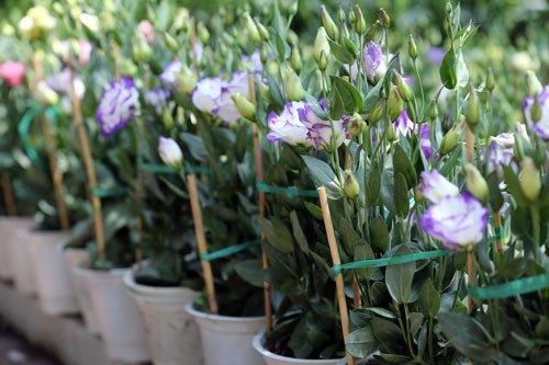 Hoa như ý cát tường mang đem đến thành công và may mắn