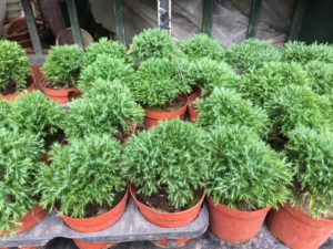 trong cay phong thuy theo tuoi 10