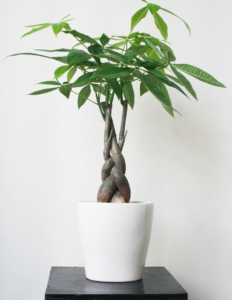 trong cay phong thuy theo tuoi 12