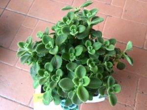 trong cay phong thuy theo tuoi 13