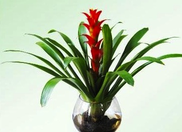 trong cay phong thuy theo tuoi 2