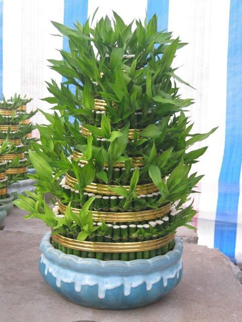 trong cay phong thuy theo tuoi 4