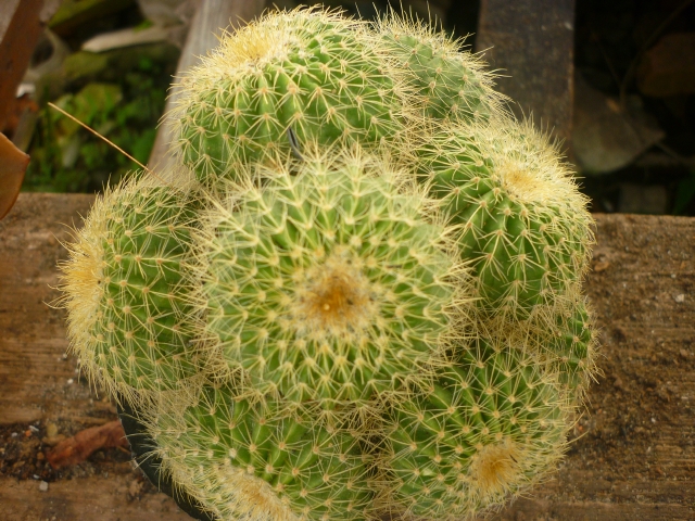 trong cay phong thuy theo tuoi 5