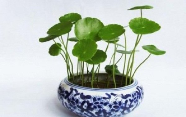 trong cay phong thuy theo tuoi 7