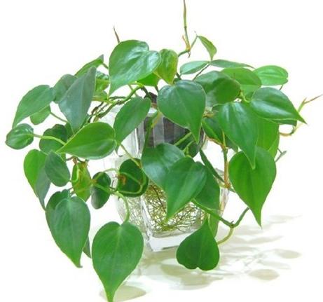 trong cay phong thuy theo tuoi 8