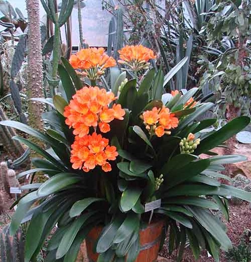 trong cay phong thuy theo tuoi 9