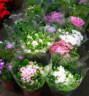 Địa chỉ bán cây cảnh hot nhất tại Hà Nội 4