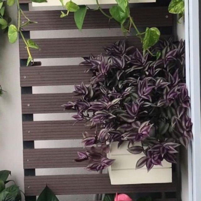 thai lai tia ban cong