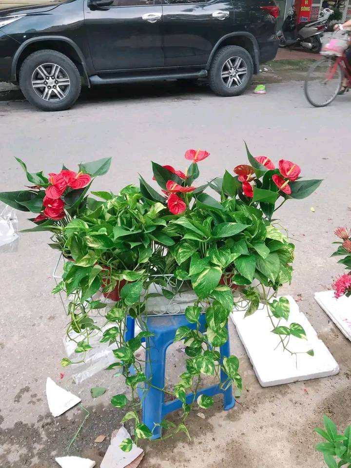 vạn niên thanh ban công