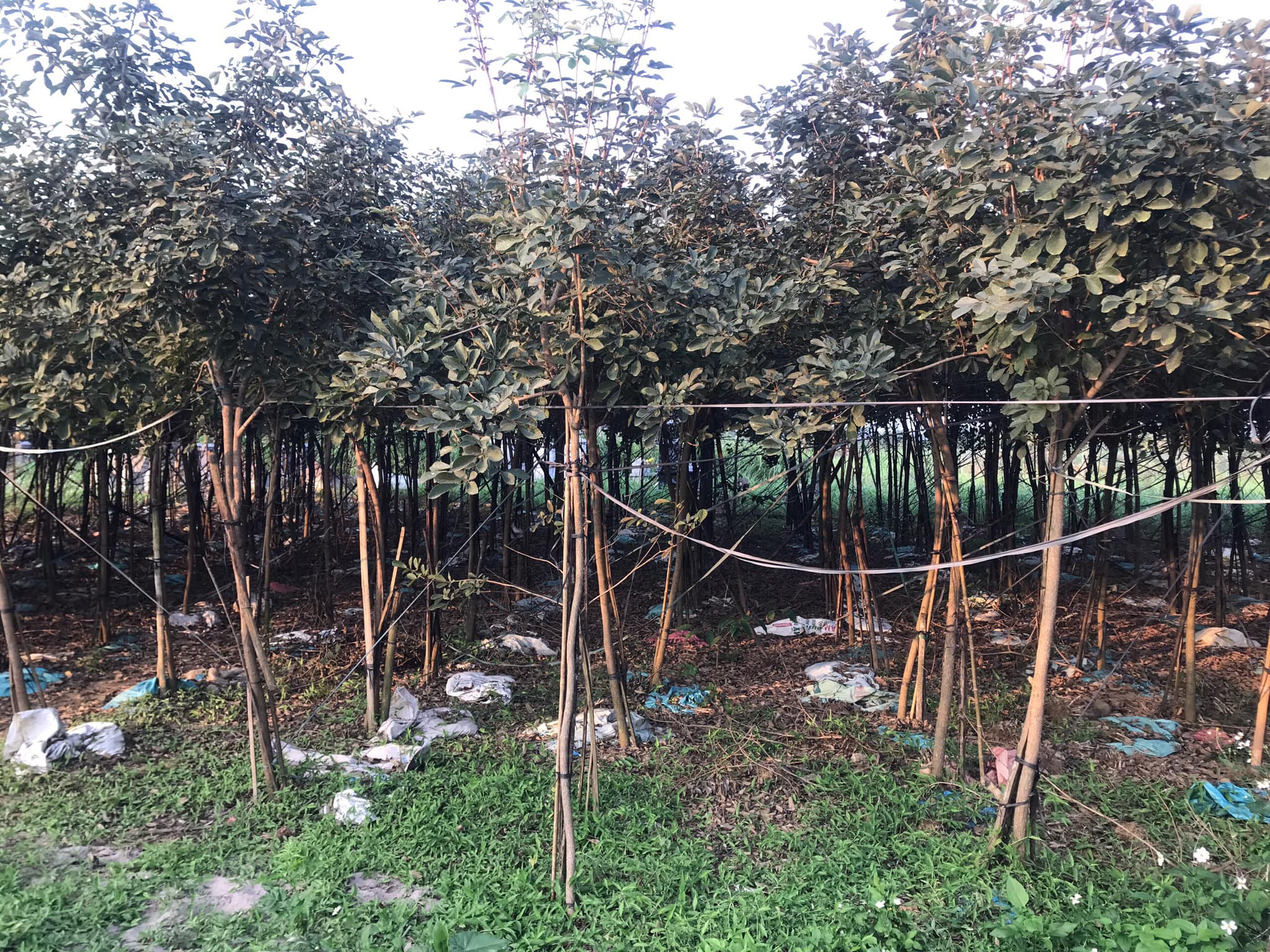 cây phong linh số lượng lớn