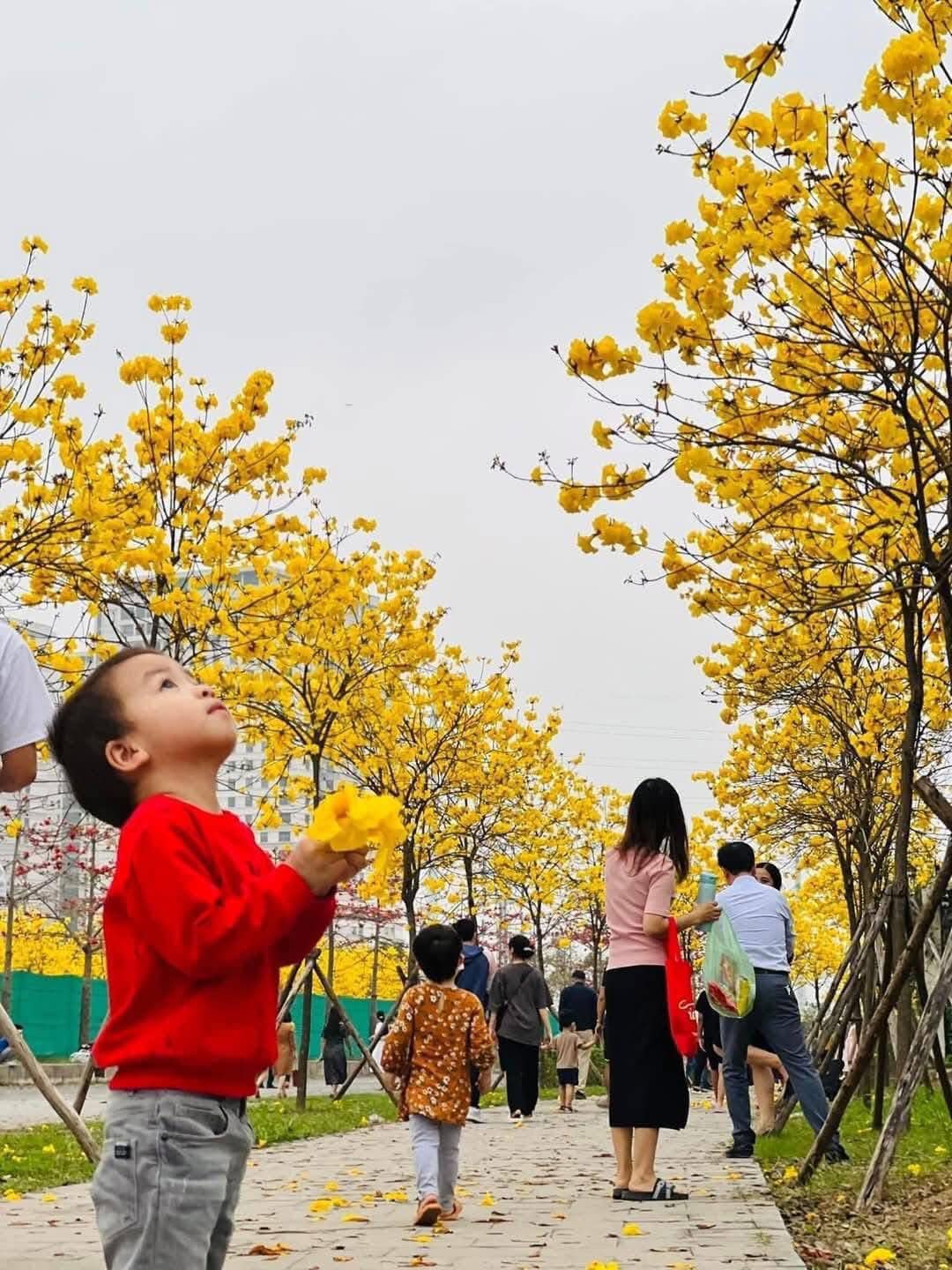 cây phong linh đô thị