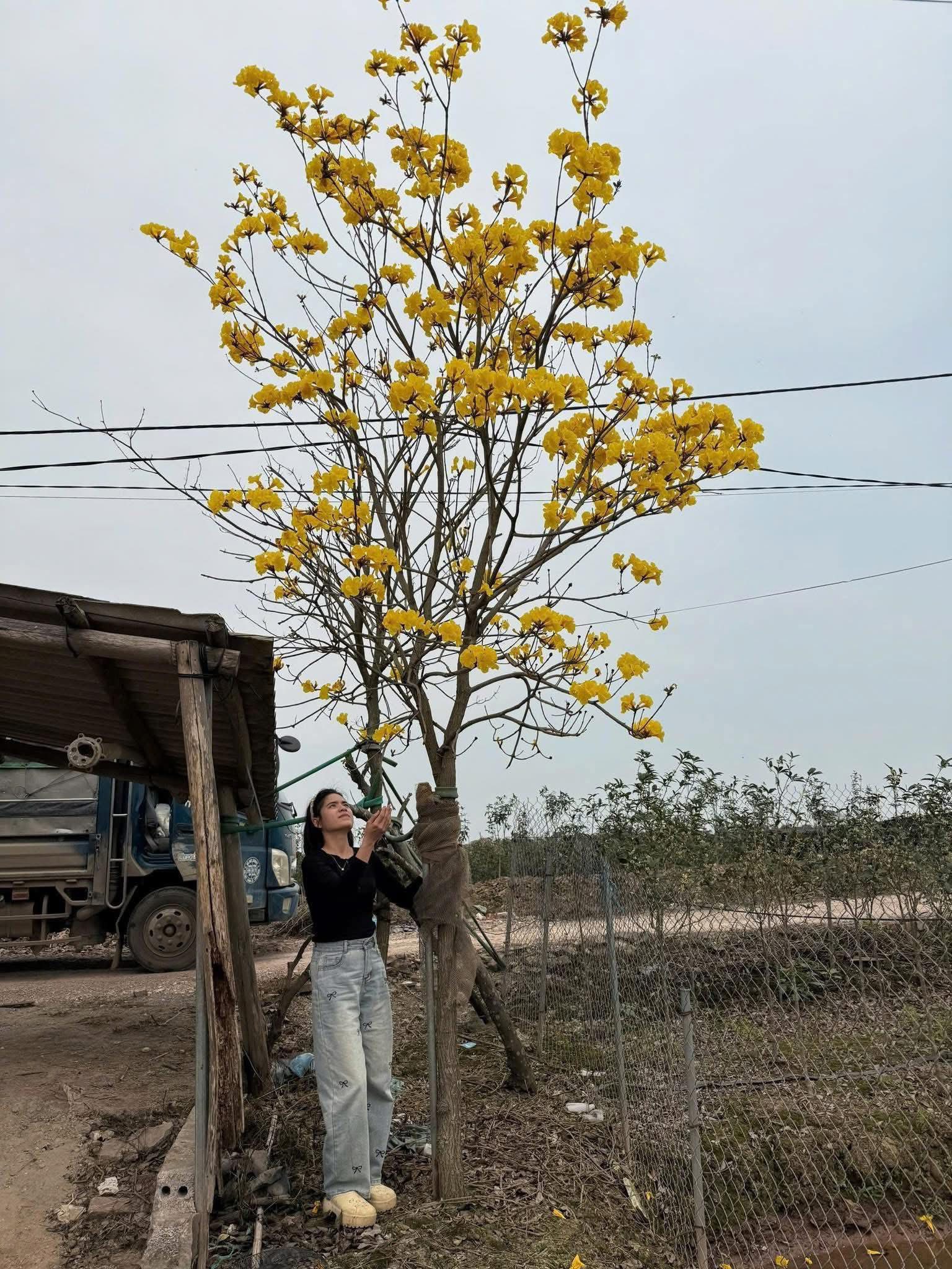 cây phong linh công trình