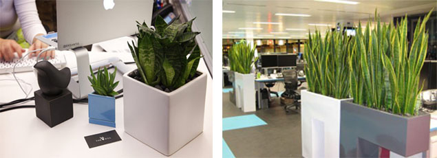 7-loai-cay-de-ban-hut-buc-xa-may-tinh-cuc-tot-dan-van-phong-khong-the-bo-qua