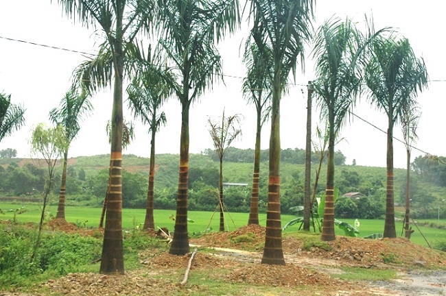 Ban-biet-gi-ve-cay-cau-vua-2