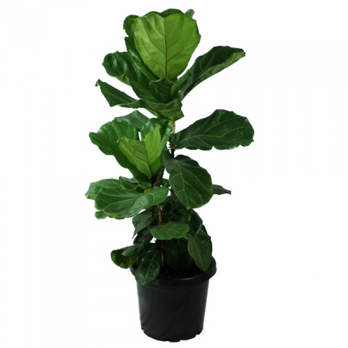 Cay-bang-Singapore-1