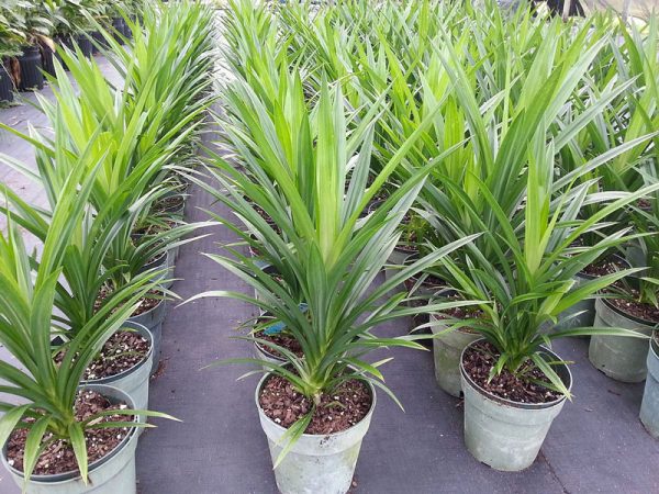 Cây lá nếp thơm