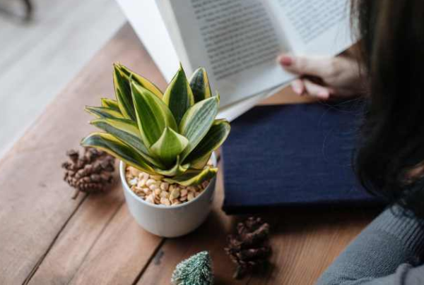 Cây lưỡi hổ để bàn