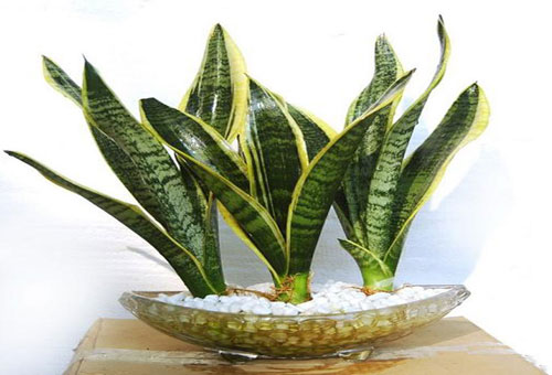 Cay-luoi-ho-de-ban-lam-viec