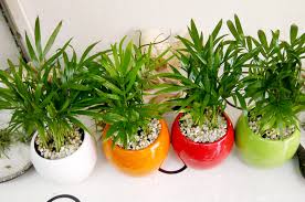 Cay-phong-thuy-theo-menh