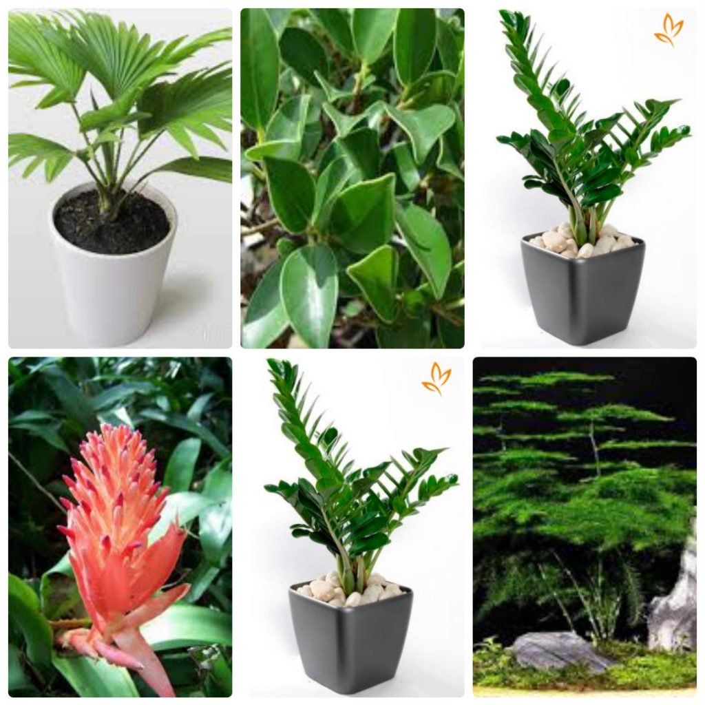 Cay-phong-thuy-theo-menh-2