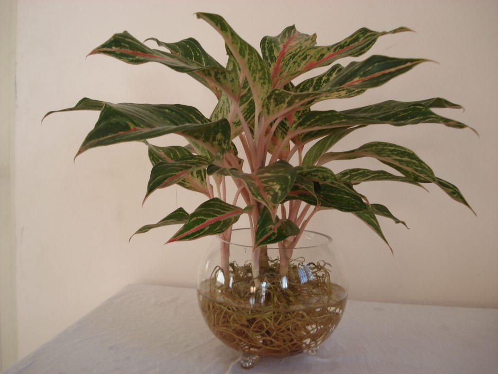 Cay-phong-thuy-theo-menh-4