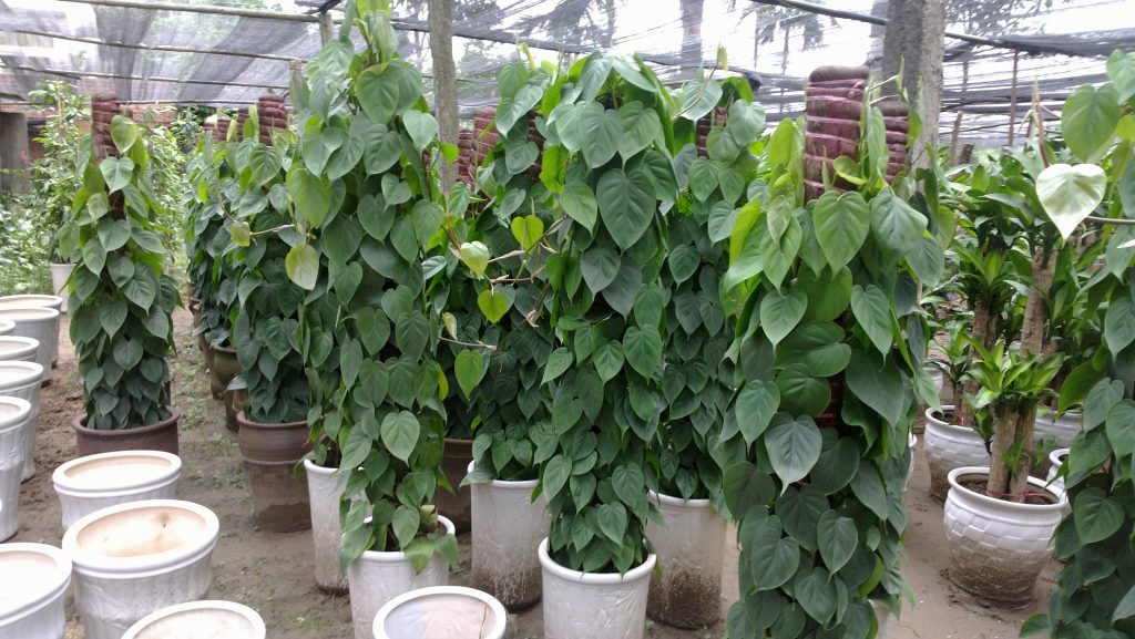 cây vạn niên thanh.