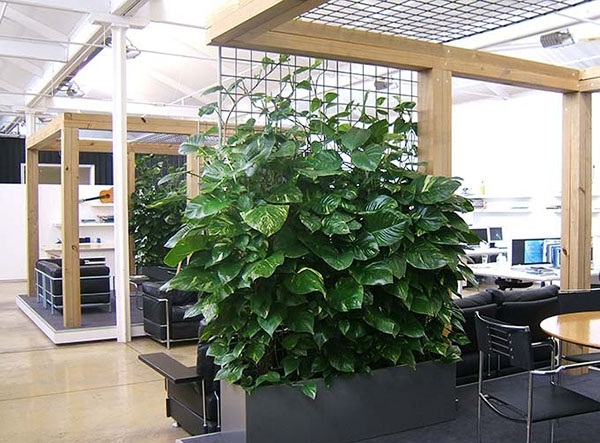 Cay-van-nien-thanh-leo-cot-2