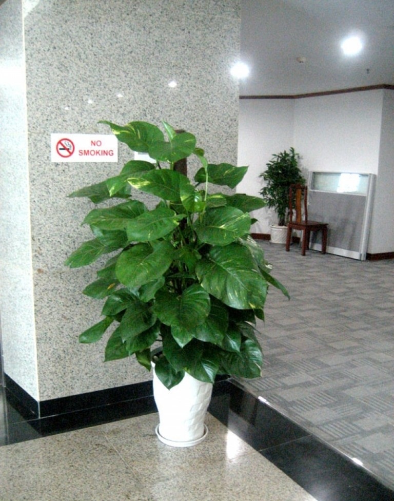 Cay-van-nien-thanh-leo-cot-3