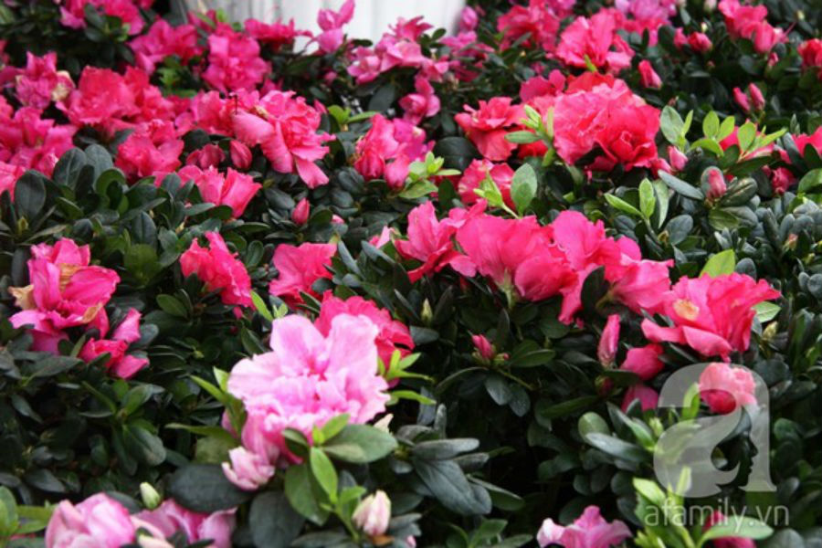 Hat-giong-hoa-do-quyen