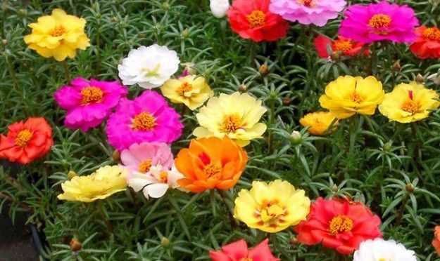 Hat-giong-hoa-muoi-gio-2