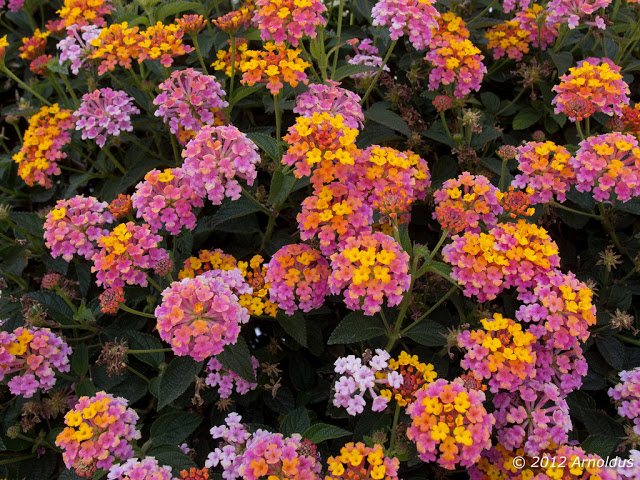 Hat-giong-hoa-ngu-sac-1