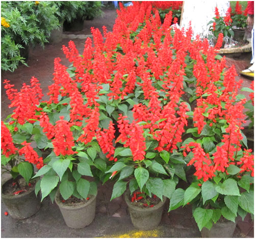 Hat-giong-hoa-xac-phao-2