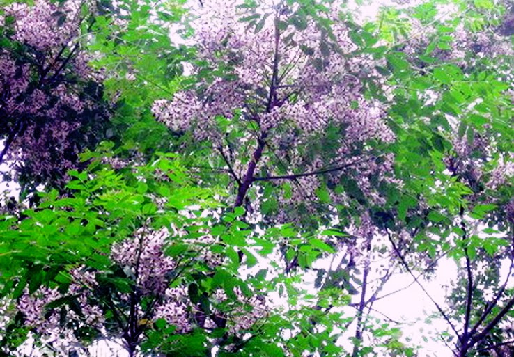 La-ai-thi-cung-nen-biet-ve-nguon-goc-cua-cay-xoan-1