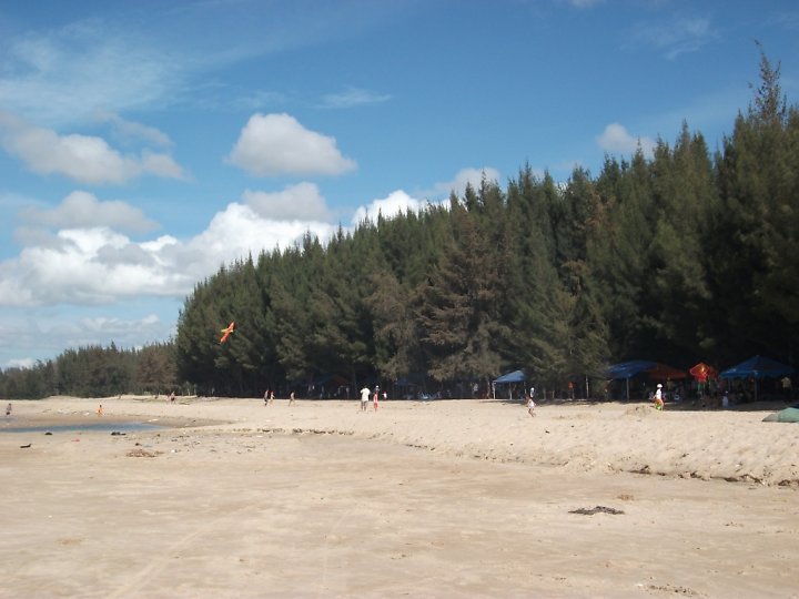 Su-that-ve-cay-phi-lao-ma-ban-chua-biet-3