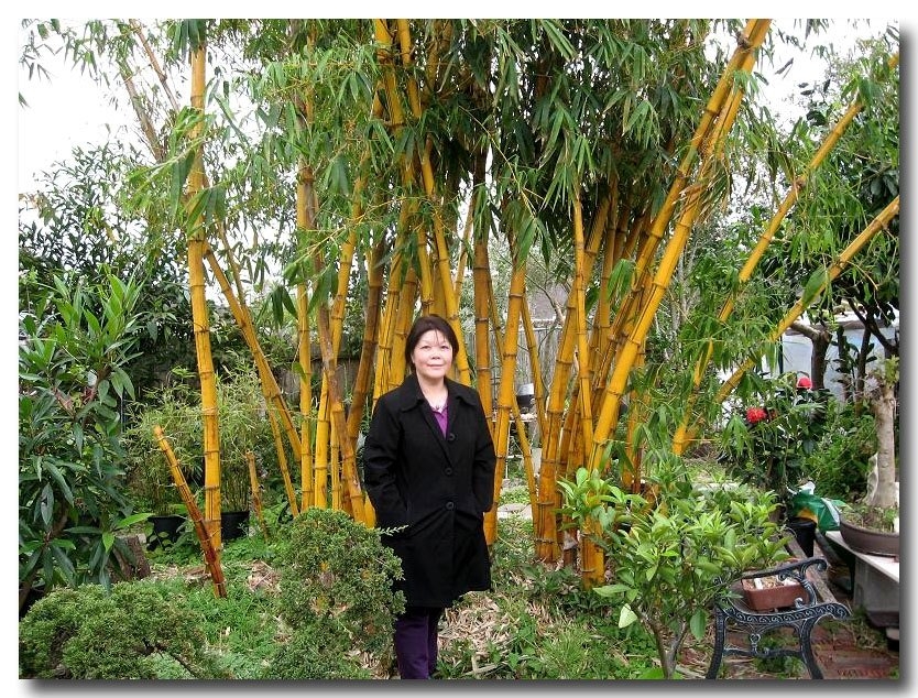 Tim-hieu-ve-cay-tre-nga-trang-tri-ngoai-that-1