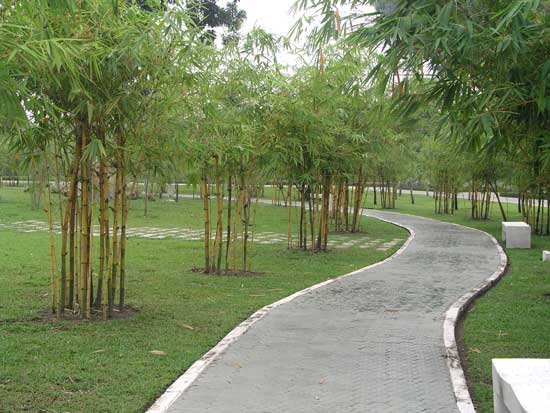 Tim-hieu-ve-cay-tre-nga-trang-tri-ngoai-that