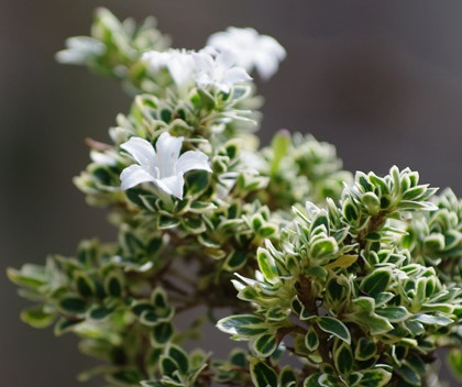 ban-cay-bach-tuyet-mai-de-ban-gia-re