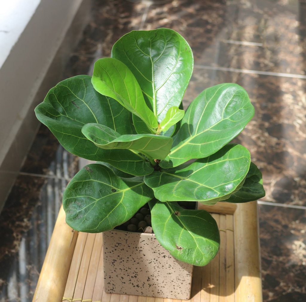 ban-cay-bang-singapore-noi-tieng-lam-cay-noi-that-dep-1