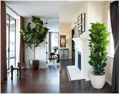 ban-cay-bang-singapore-noi-tieng-lam-cay-noi-that-dep-2