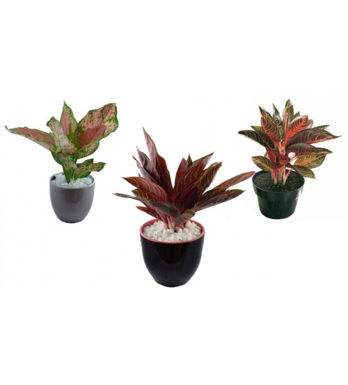 ban-cay-bao-thanh-thien-sieu-dep-1