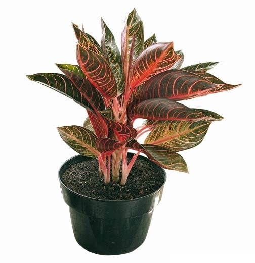 ban-cay-bao-thanh-thien-sieu-dep