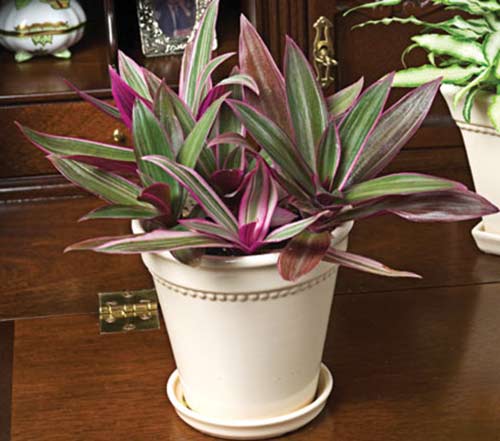 ban-cay-bay-sac-cau-vong-1