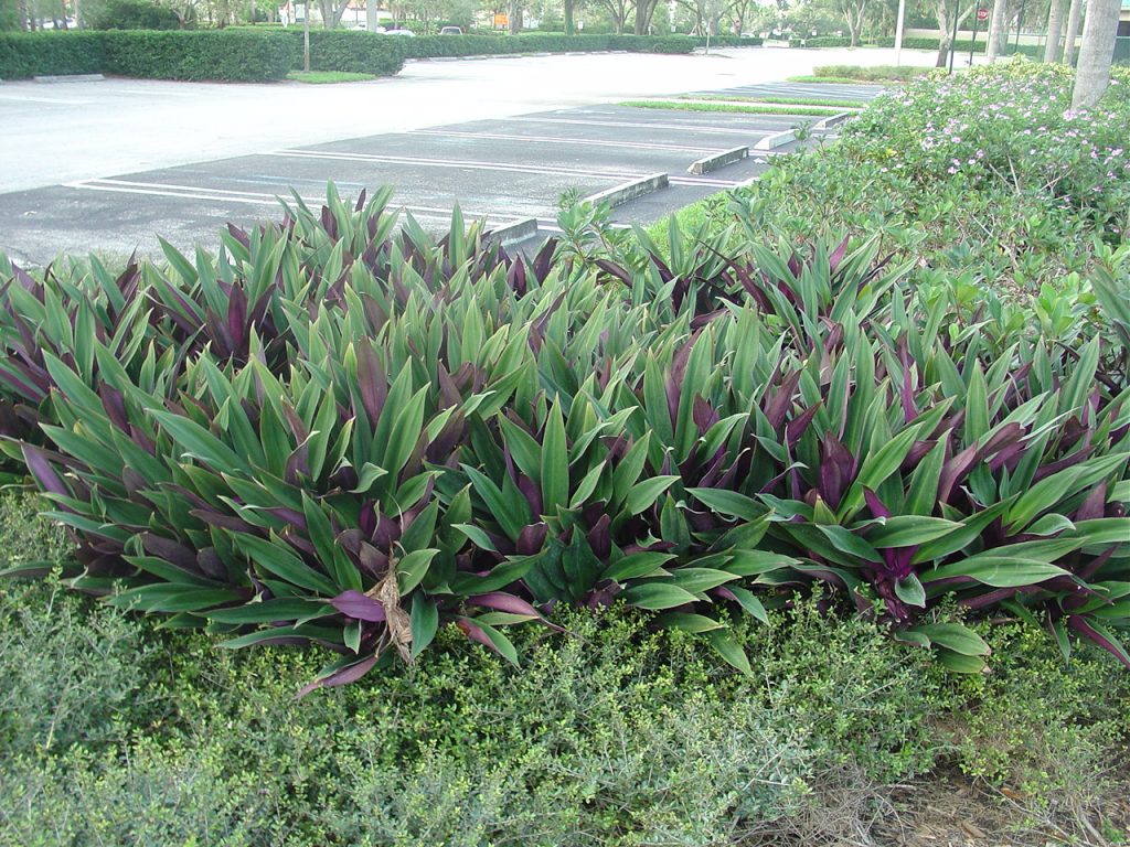 ban-cay-bay-sac-cau-vong-2